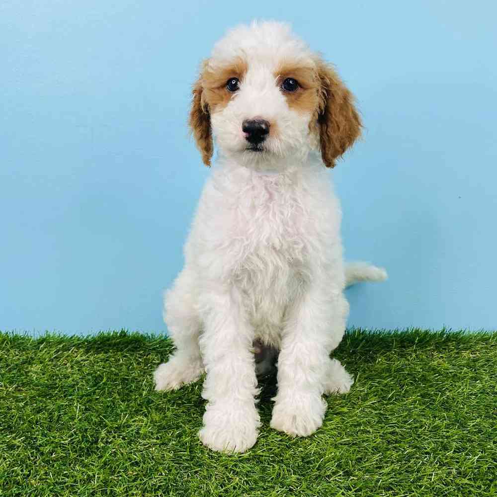 Male Mini Whoodle Puppy for sale
