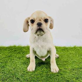 Puggle