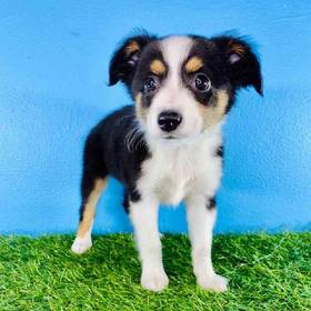 Mini Australian Shepherd