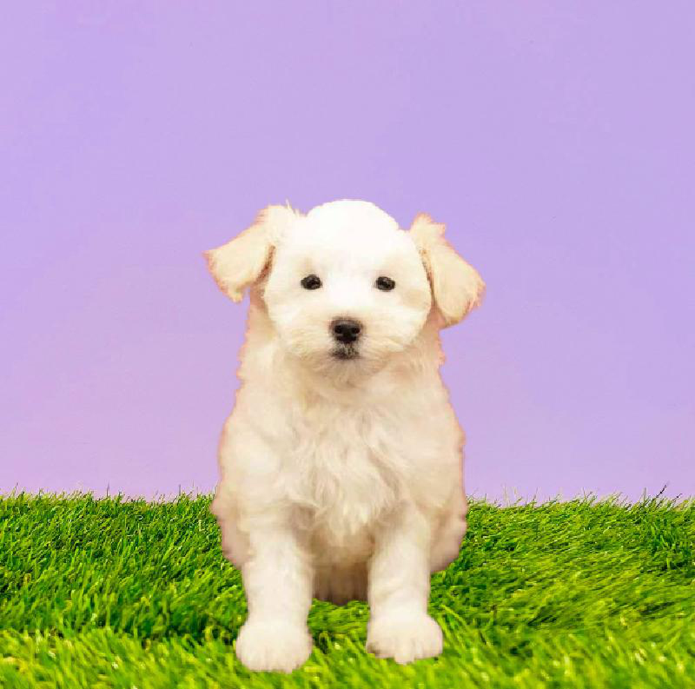 Female Maltipoo Puppy for sale