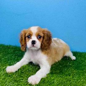 Cavalier King Charles Spaniel