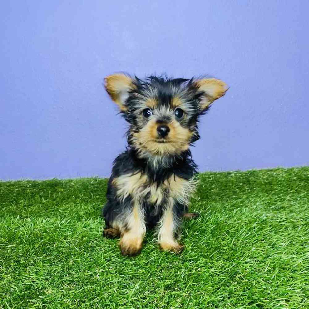 Male Yorkie Puppy for sale