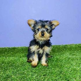 Yorkie