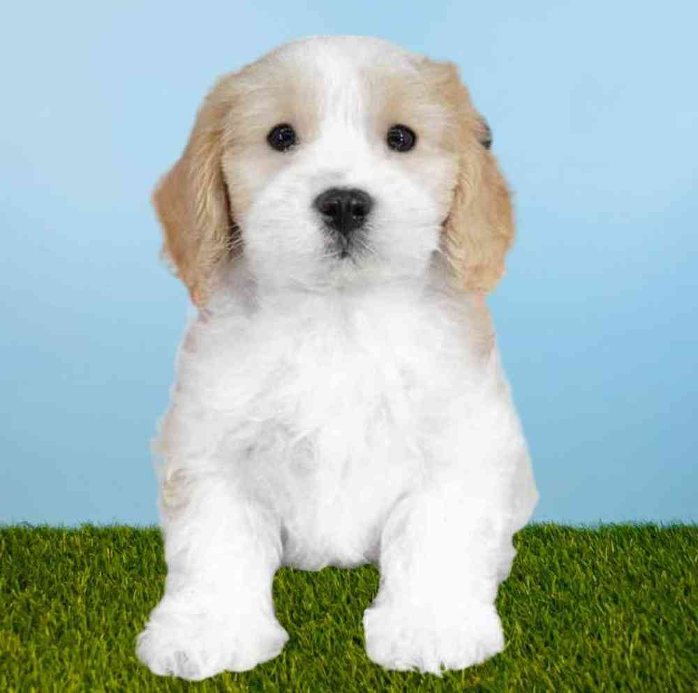 Male Cavachon Puppy for sale