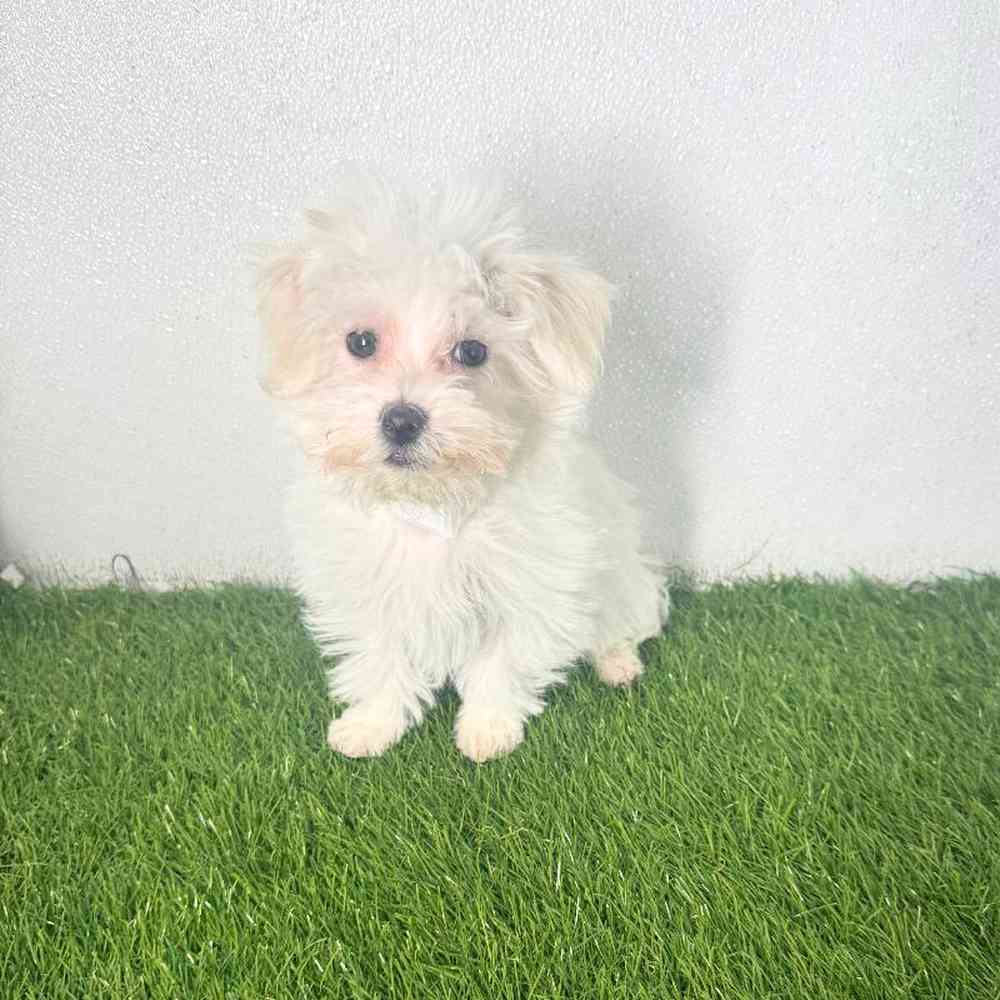 pet breed image