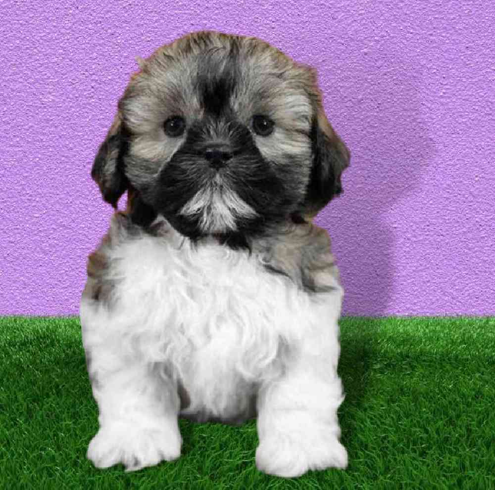 Male Shih Tzu Puppy for sale