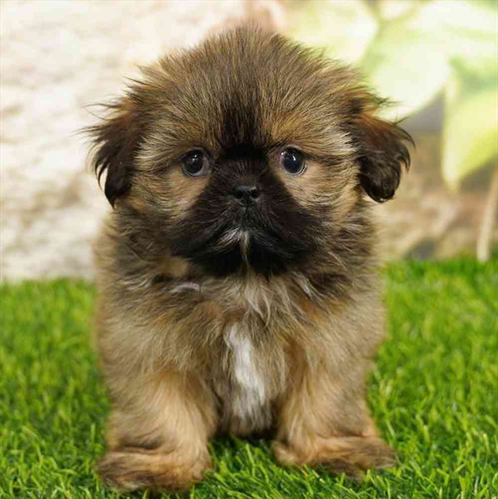 pet breed image