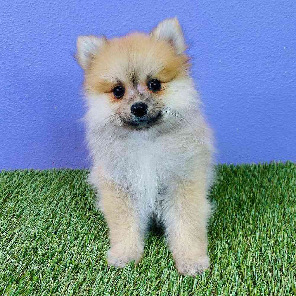 Male Pomeranian Puppy for sale