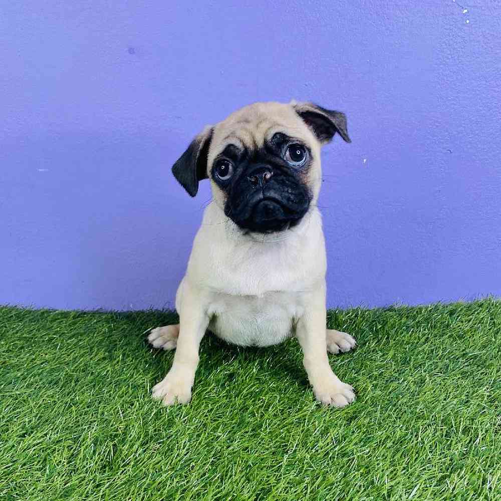 Female Pug Puppy for sale