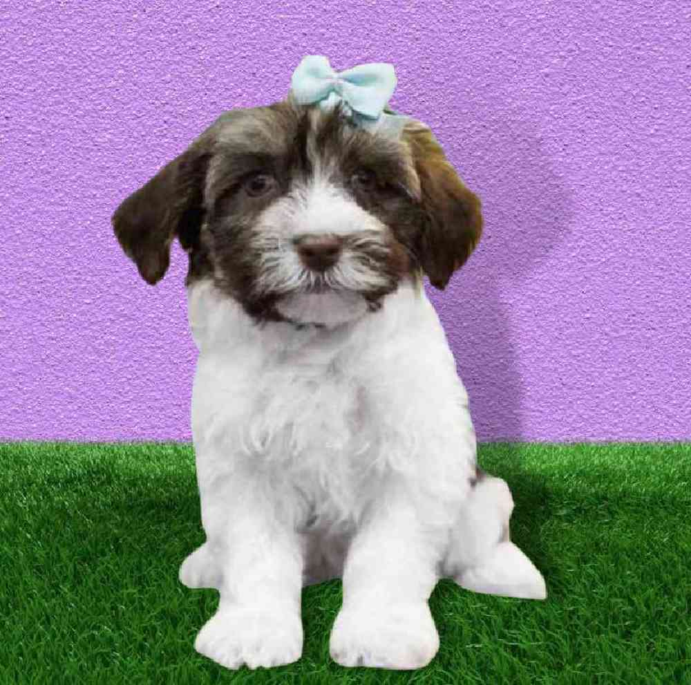 Female Havanese Puppy for sale