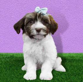 Havanese