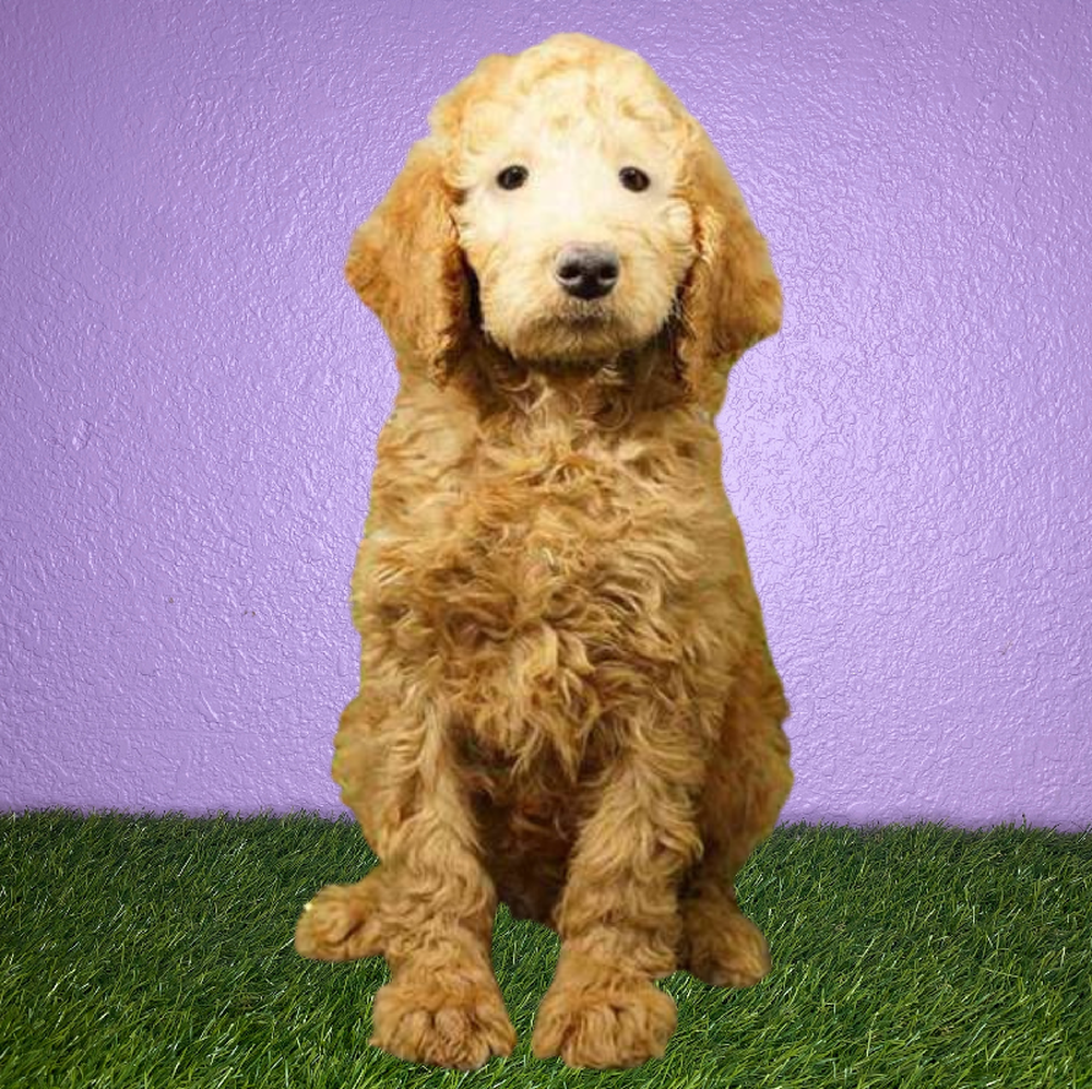 Male Standard Poodle Puppy for Sale in New Braunfels, TX