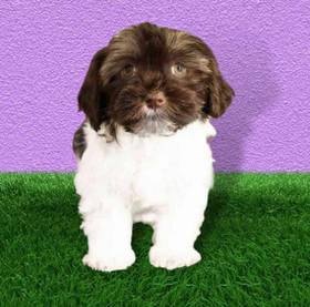 Havanese