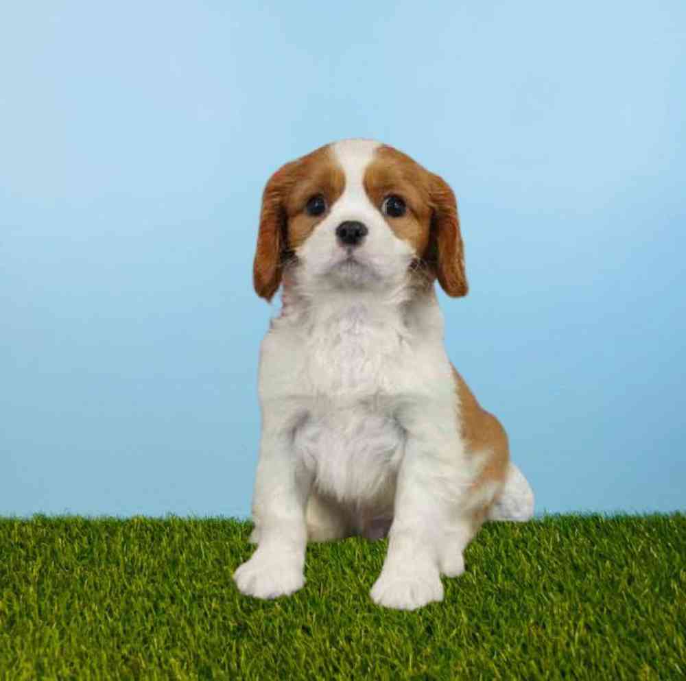 carousel pet images