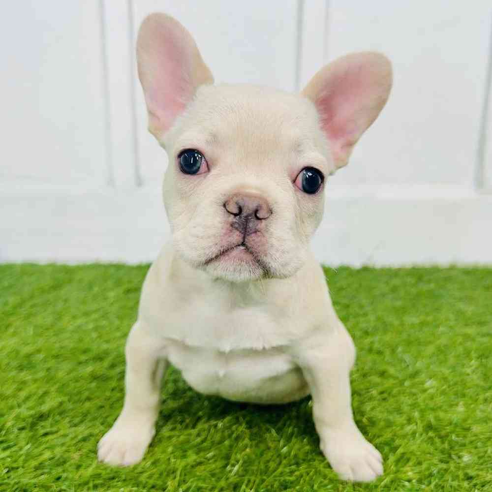 pet breed image