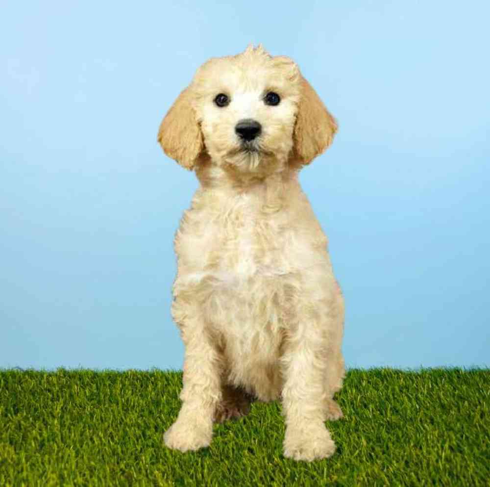 Female 2nd Gen Standard Goldendoodle Puppy for Sale in Meridian, ID