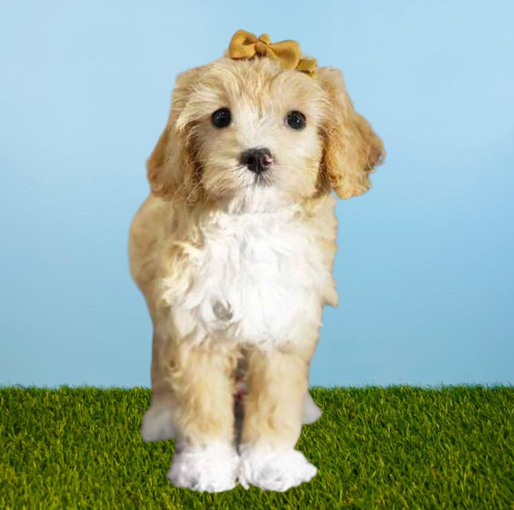 Female Cavapoo Puppy for sale