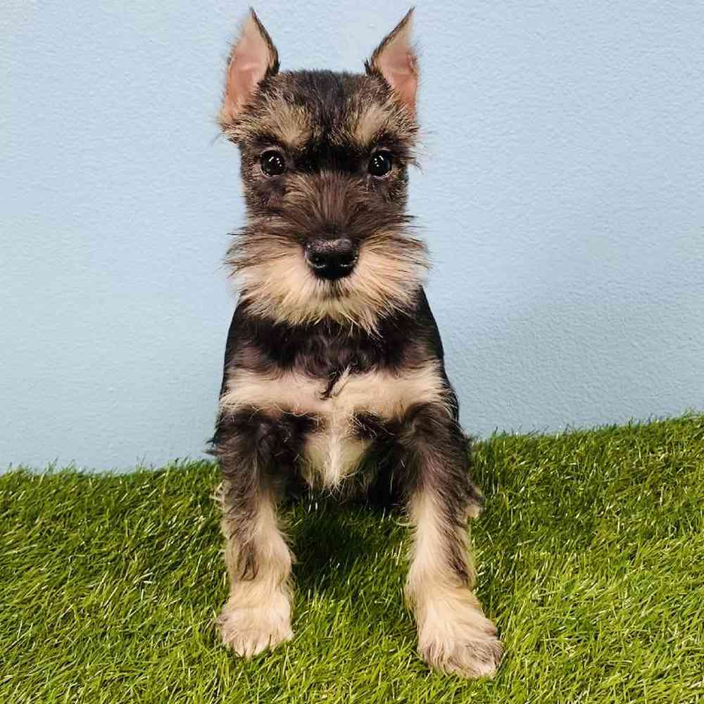 Female Mini Schnauzer Puppy for sale