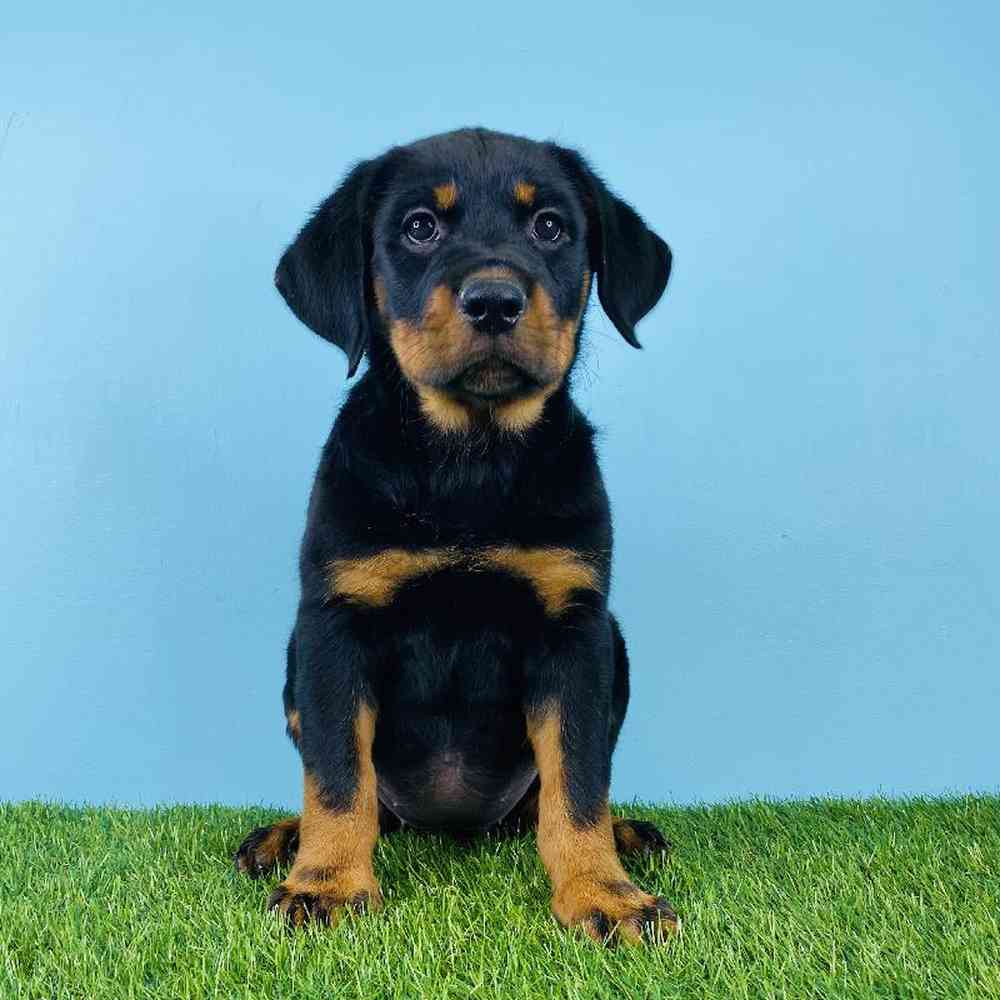 Female Rottweiler Puppy for sale