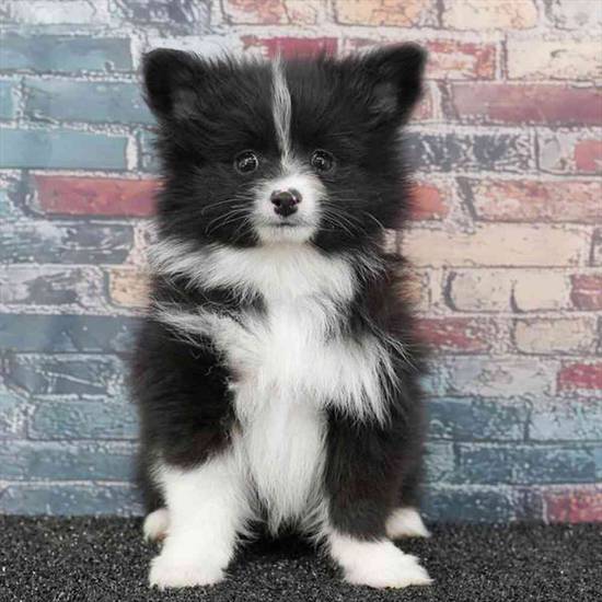 Pomeranian