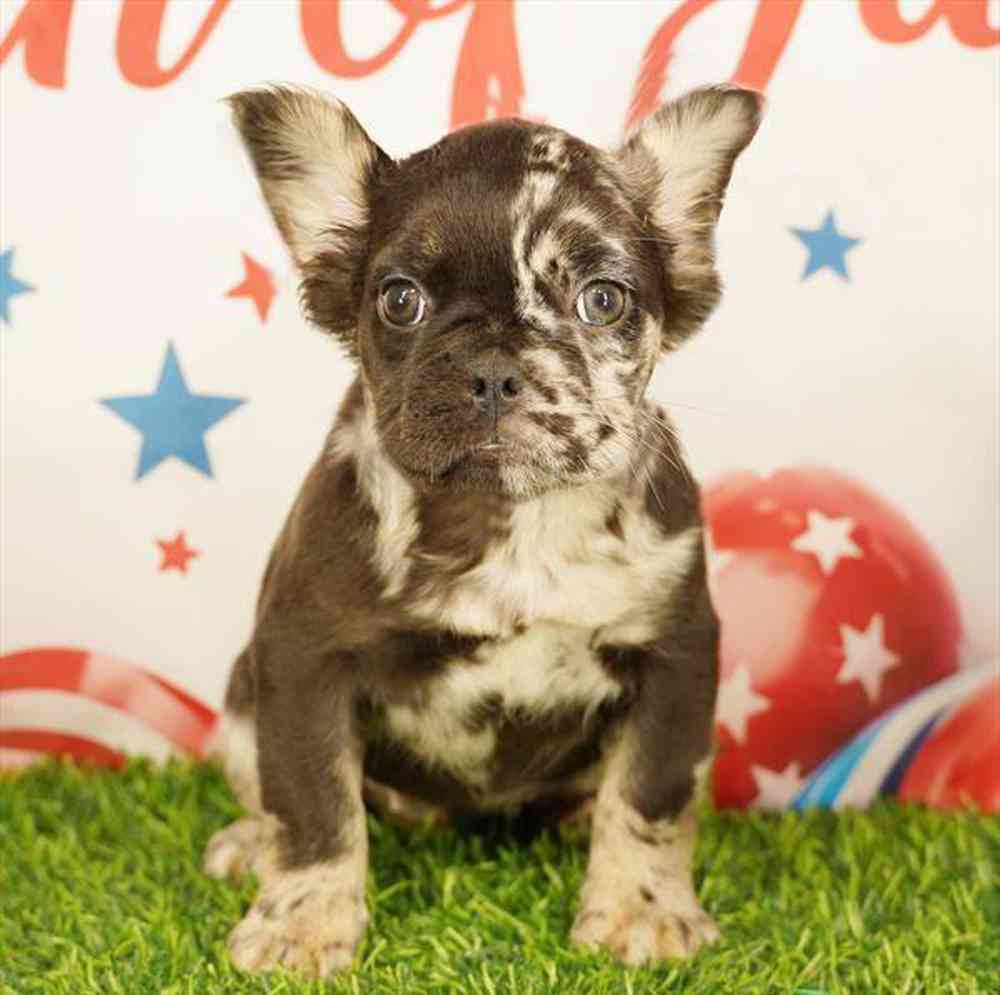 pet breed image