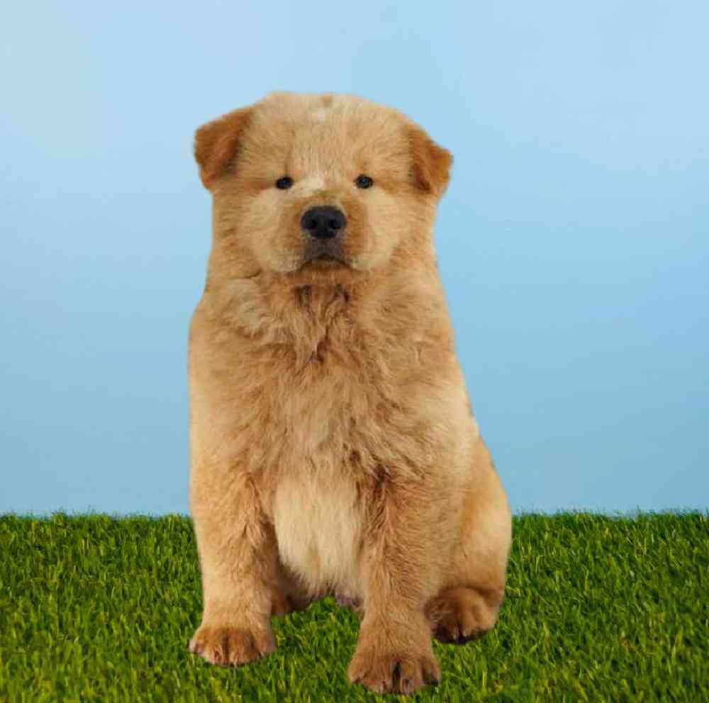 Male Chow Chow Puppy for sale