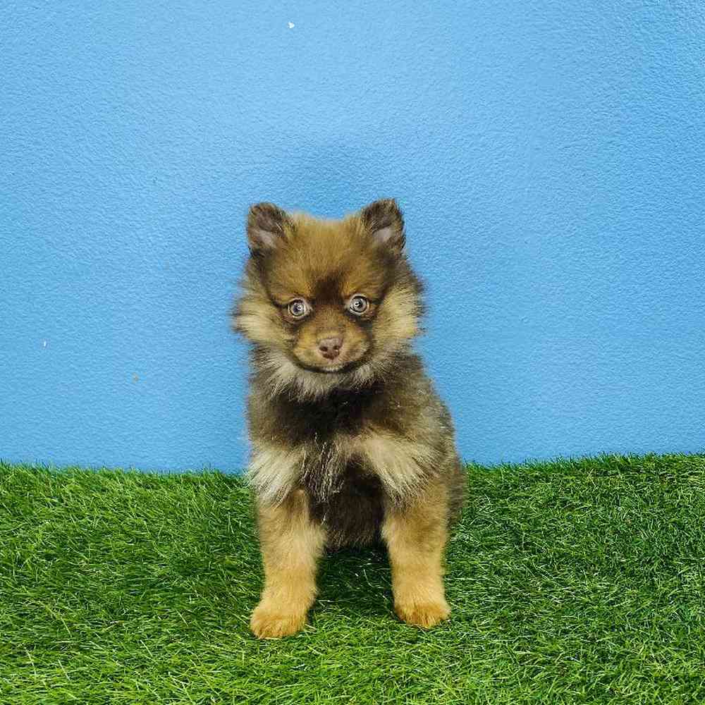 Female Pomeranian Puppy for sale