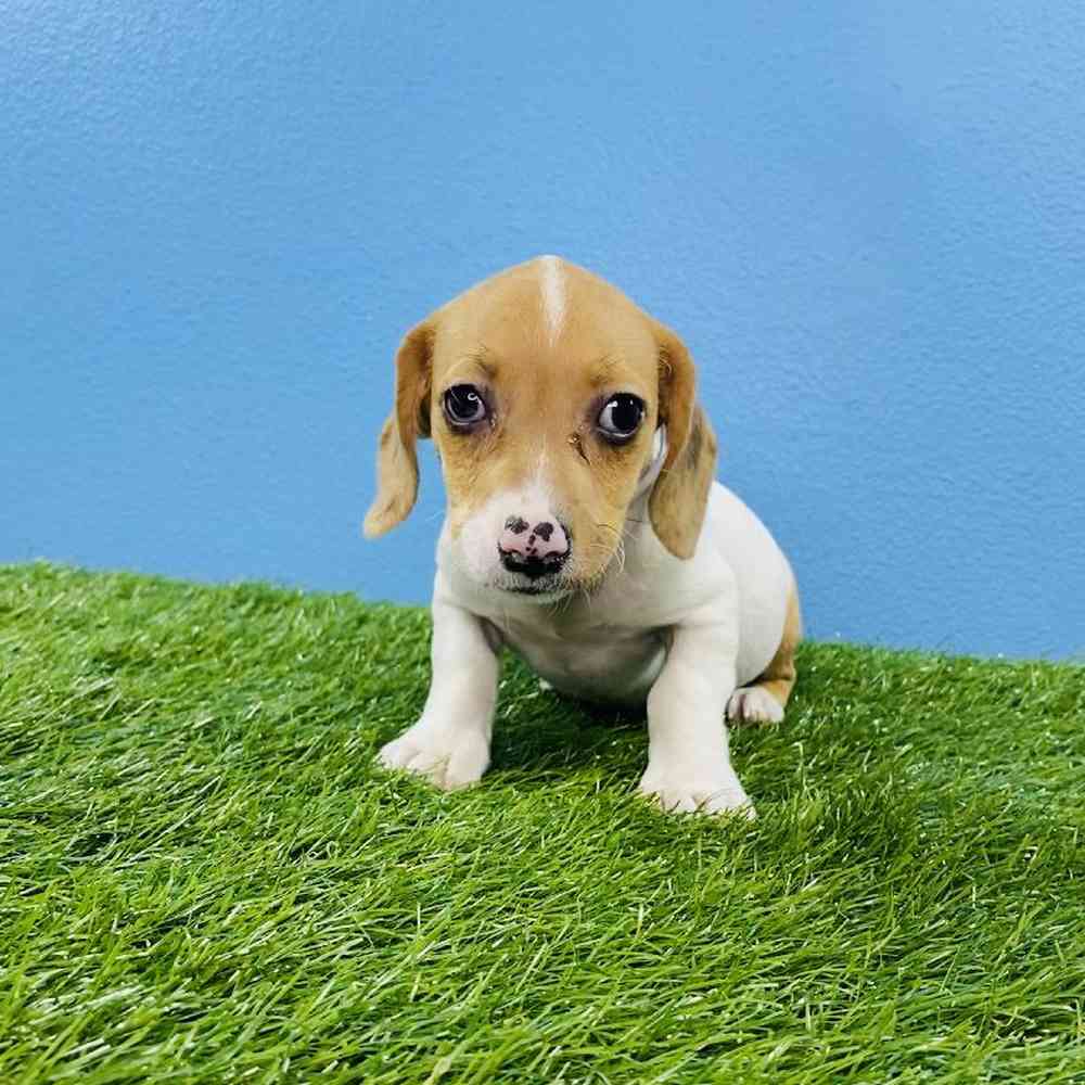 Female Dachshund Puppy for sale