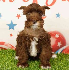 Mini Schnauzer