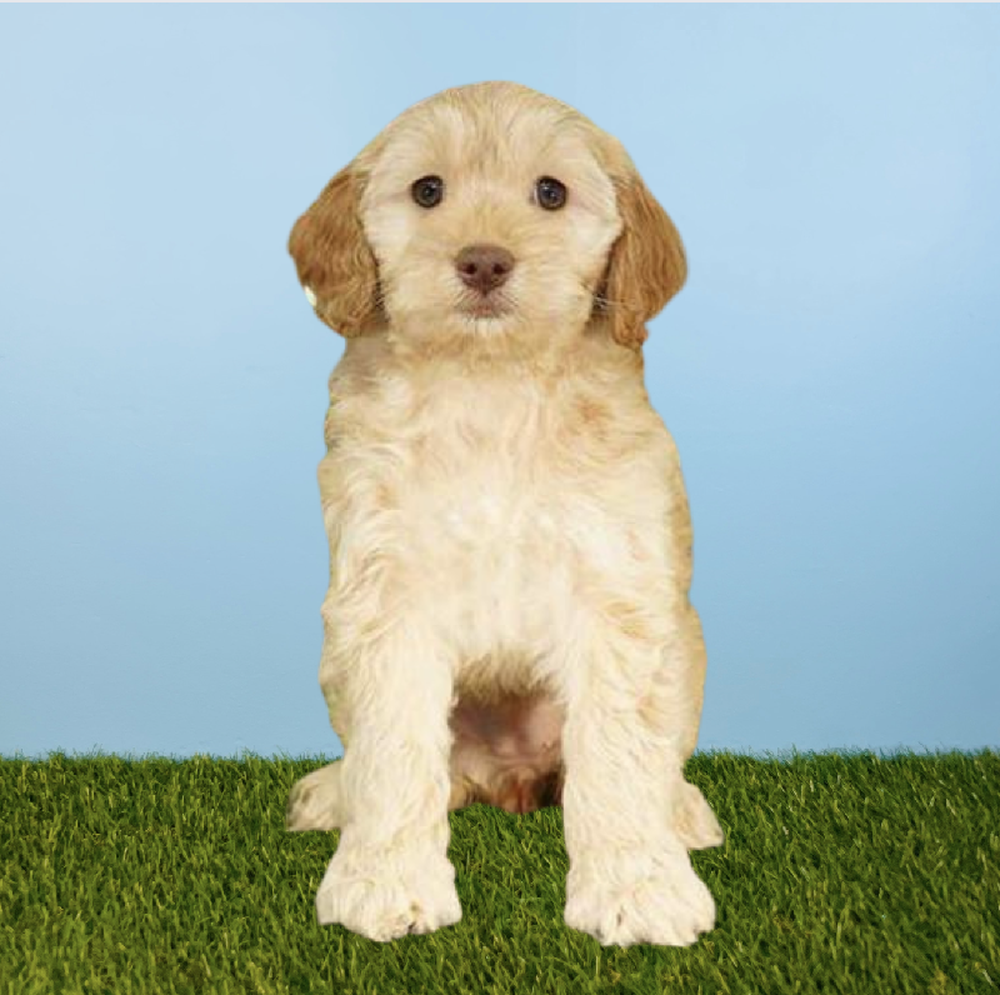 Female Cockapoo Puppy for Sale in Tolleson, AZ