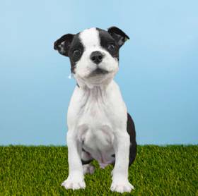 Boston Terrier