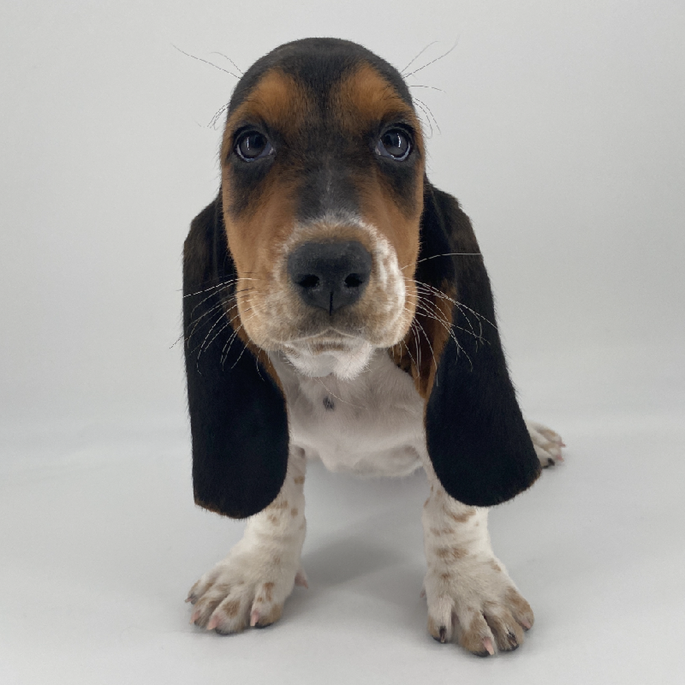 carousel pet images