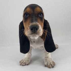 Basset Hound