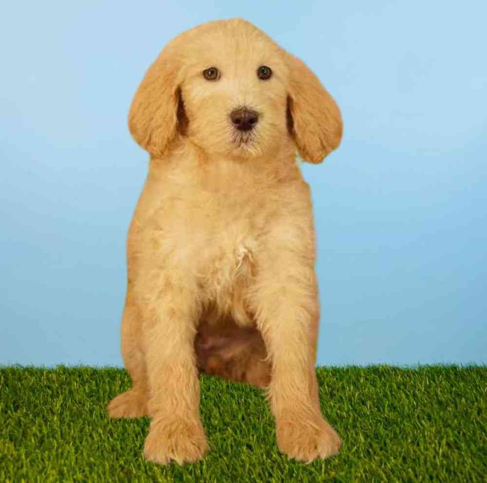 Female 2nd Gen Standard Goldendoodle Puppy for Sale in Meridian, ID