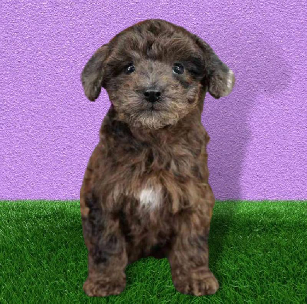 Male Yorkie-Poo Puppy for sale