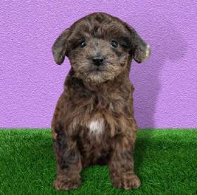 Yorkie-Poo