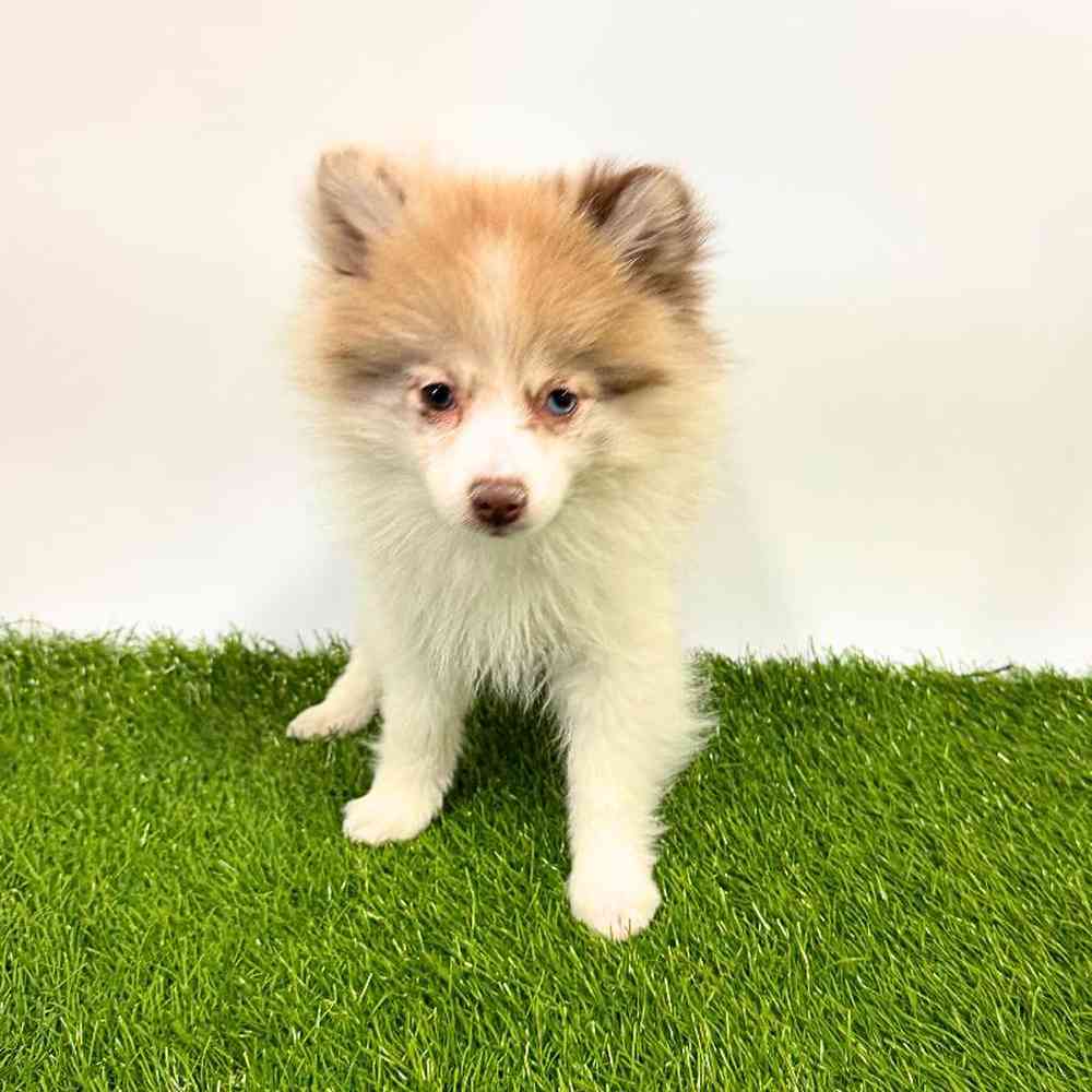 pet breed image