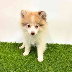 Pomeranian