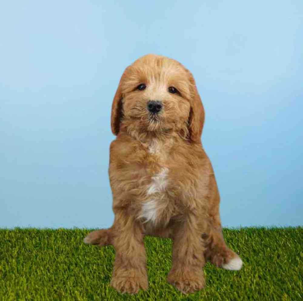 carousel pet images
