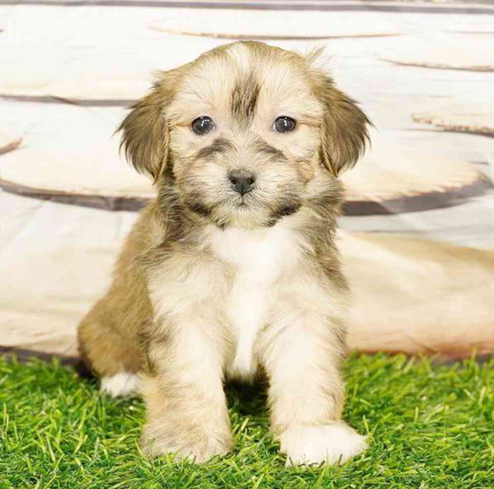 pet breed image