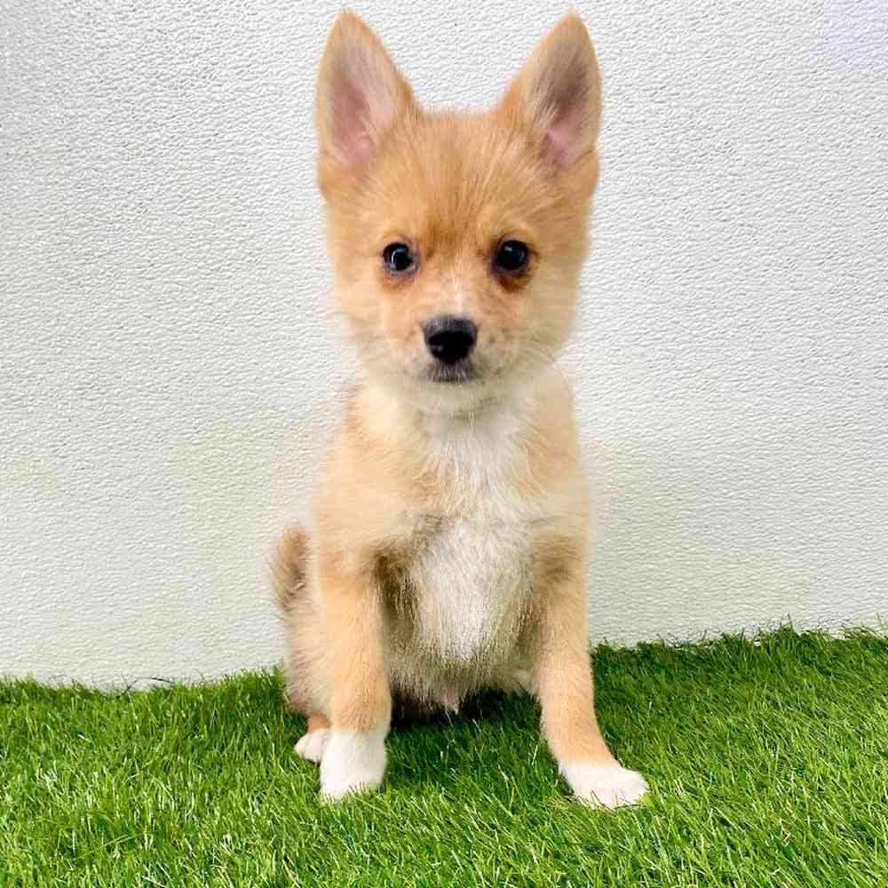 pet breed image