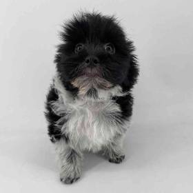 Havanese