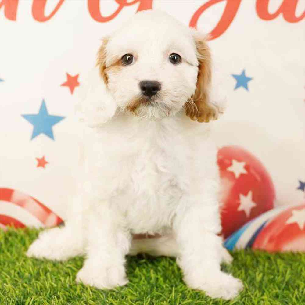 pet breed image