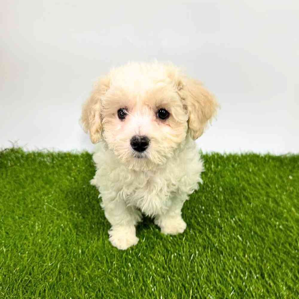 pet breed image