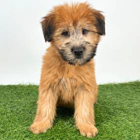 Soft Coated Wheaten Terrier