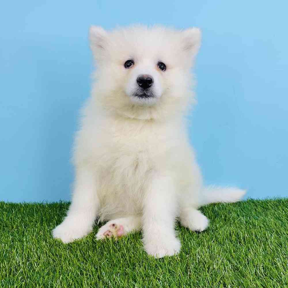 Female Samoyed Puppy for sale