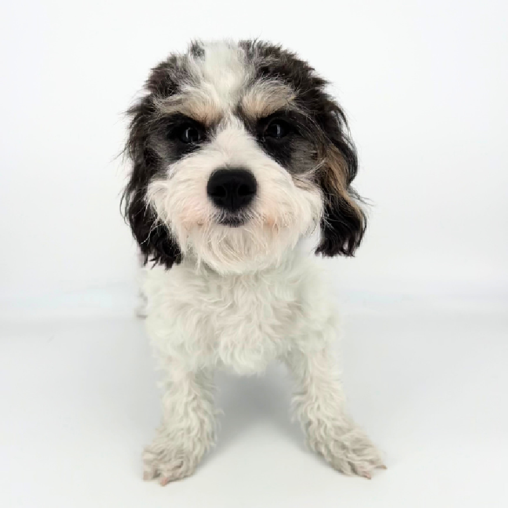 carousel pet images