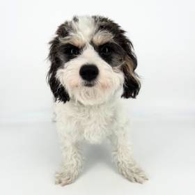 Cavachon