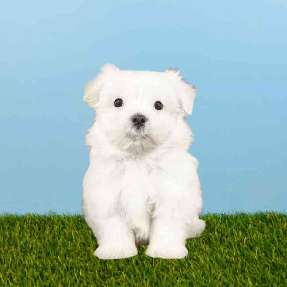 Male Maltese Puppy for sale