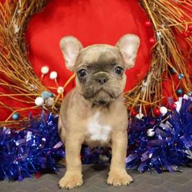 French Bulldog